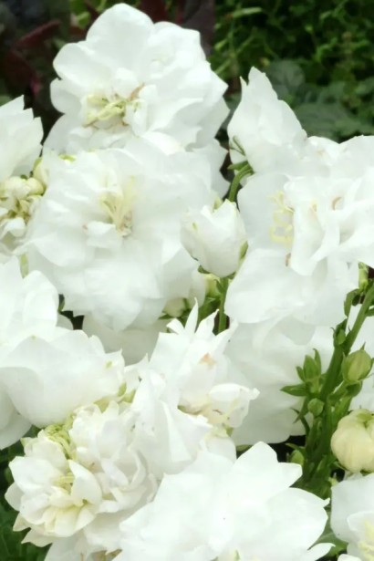 Кампанула / Дзвоники Елізабет Вайт | Campanula ‘Elizabeth White’ | Кампанула / Колокольчики Элизабет Уайт